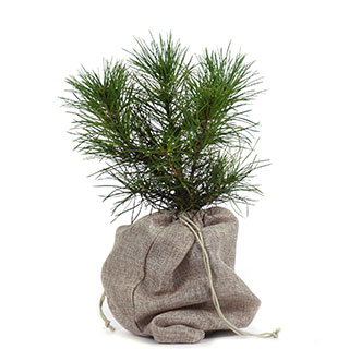 arbre de noel - pin napoleon en pot-pochon